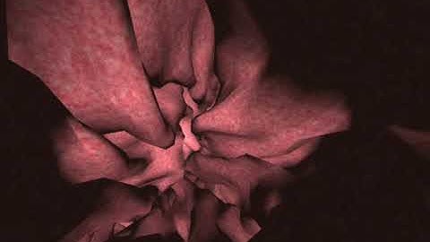 Reconstruction of a 3D Oviduct: Navigating inside the Model