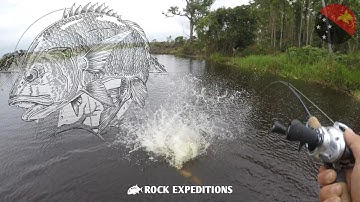 PAPUAN BLACK BASS EATS BARRAMUNDI!