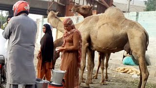 Women Selling Camel Milk | Chungi No. 9, Multan | by Sapal's Joke Studio 1,267 views 3 years ago 2 minutes, 21 seconds