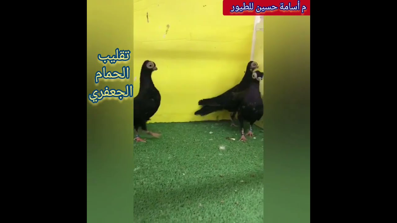 شوف تقليب الحمام الجعفري وطريقة اختيار الحضان المناسب لزغاليله والتفريخ السهل له م أسامة حسين