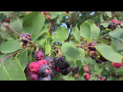 Harvest tayo ng berries