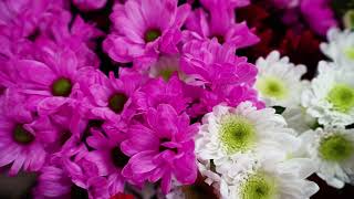 Purple Flower Petals Close-up screenshot 4