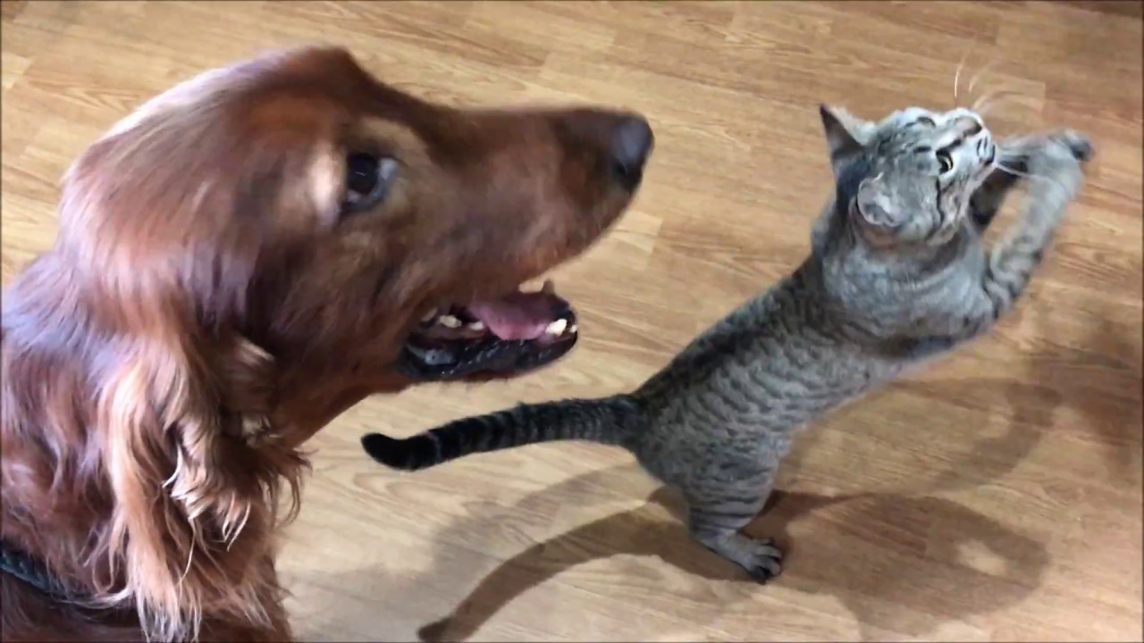 irish setter and cats