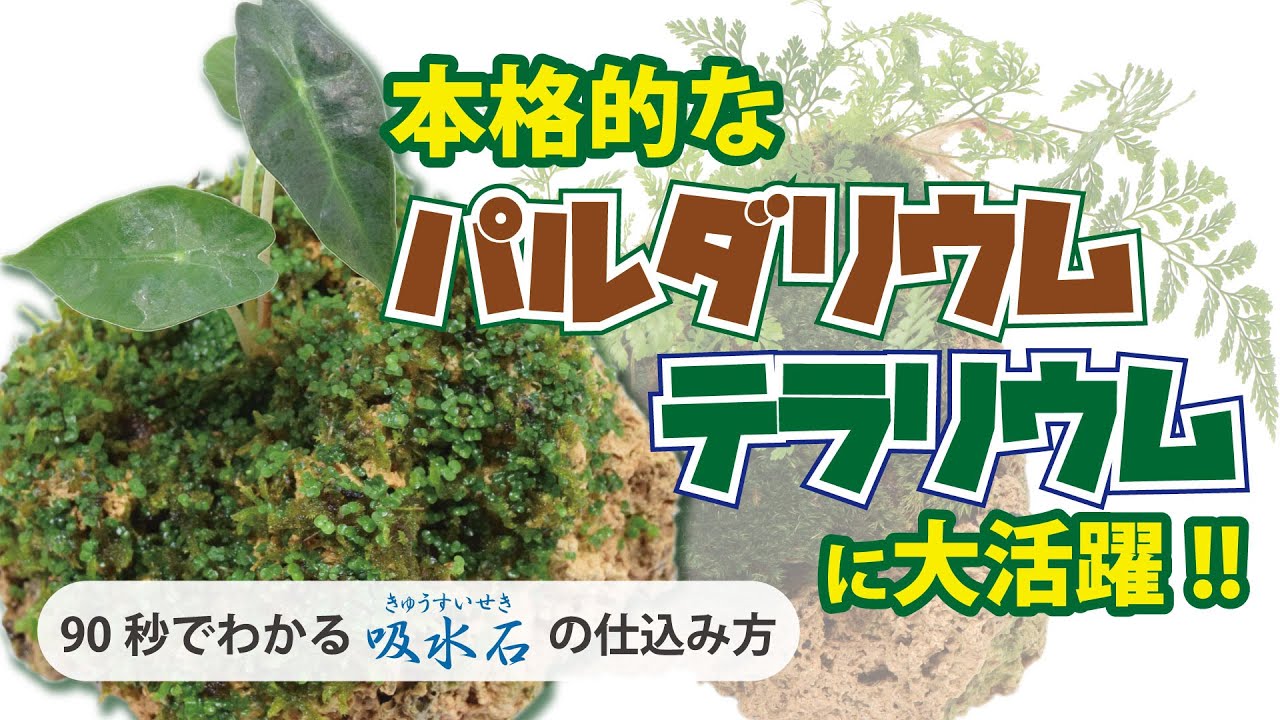 Kbo 水草の草原がこんなに簡単に ベビーハイグロシード 水草 カミハタビジネスオンライン Kbo 水草の草原がこんなに簡単に ベビーハイグロシード 水草 カミハタビジネスオンライン