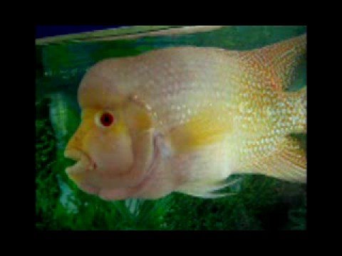 Mr. BB ( Big Brain) The Fish , singing LIVE ! ! ! - YouTube