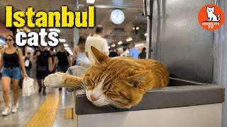 What Finally Wakes Up This Sleeping Metro Cat?