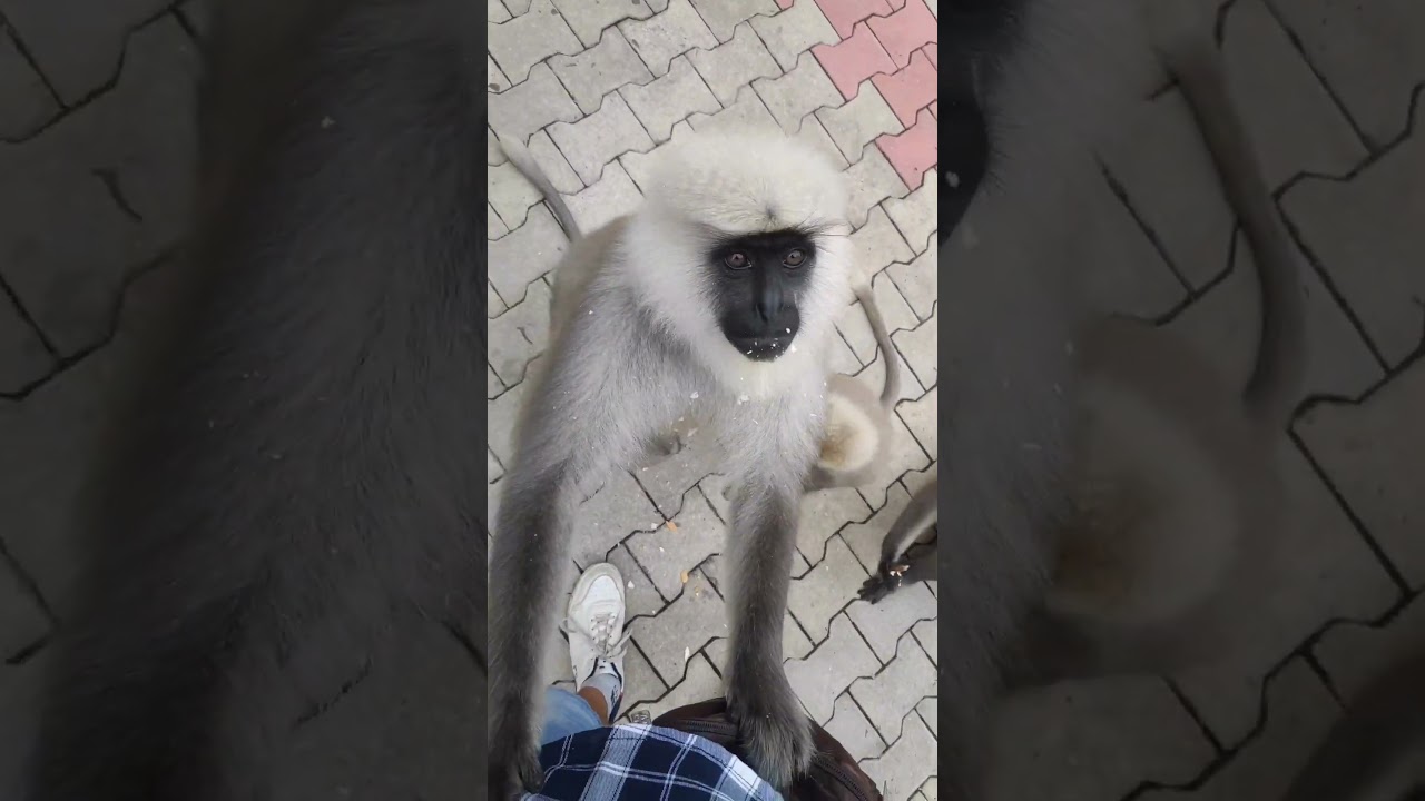 Do you like these monkey funny moments?