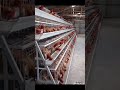 Simple Battery Cage System for Poultry Production #hen #chicken #shorts