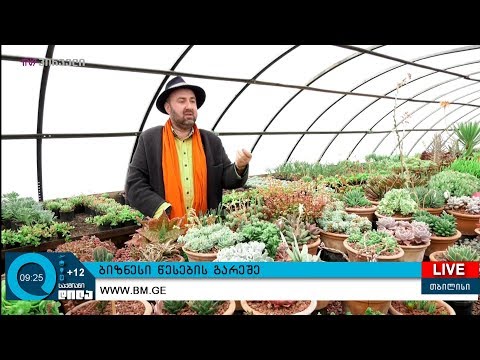 #საქმიანები - მებაღეობის სამოთხე - ბიზნესი წესების გარეშე