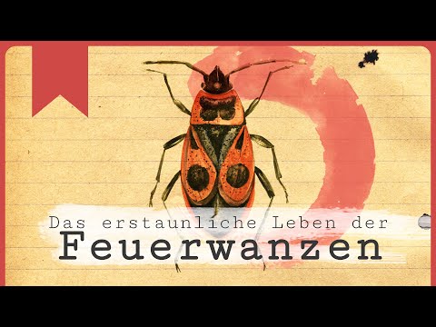 Feuerwanzen – faszinierende Fakten über die roten Wanzen im Garten