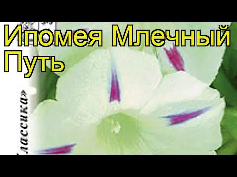 Ипомея пурпурная вьюнок Млечный путь. Краткий обзор, описание характеристик ipomoea nil Milky Way