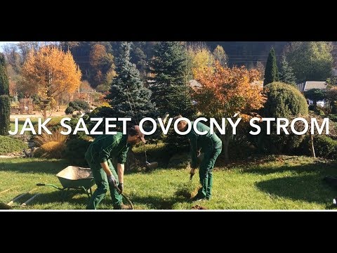 Video: Co Zasadit Pod Jabloň? Co Lze Zasadit Do Kruhu Kmene Stromu Ve Stínu? Dekorace S Květinami. Je Možné Zasadit Rybíz Na Zahradu Poblíž Jabloně? Co Zasít Z Plevele?