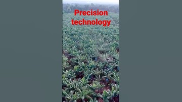 Drone Spraying #bananafarming #dronesprayagricultural  #agriculturaldrone