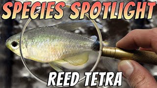 Reed Tetra/Veilfin Tetra - Hyphessobrycon elachys Freshwater Nano Aquarium Fish Profile & Care Guide Thumbnail