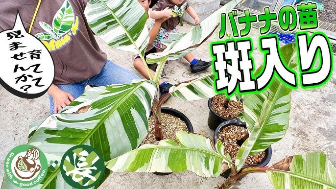 観葉植物】斑入りの珍しい植物！斑入りバナナのムサアエアエを育ててみ 