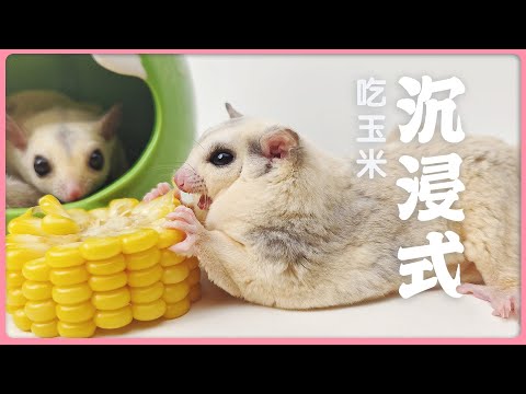 沉浸式~~ 蜜袋鼯吃玉米【純享系列】Sugar glider eats corn