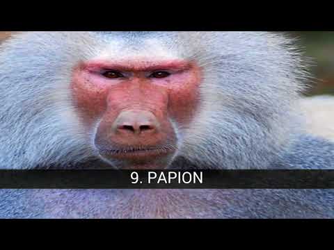 Vidéo: Singe Gibbon : caractéristiques et habitat de l'espèce