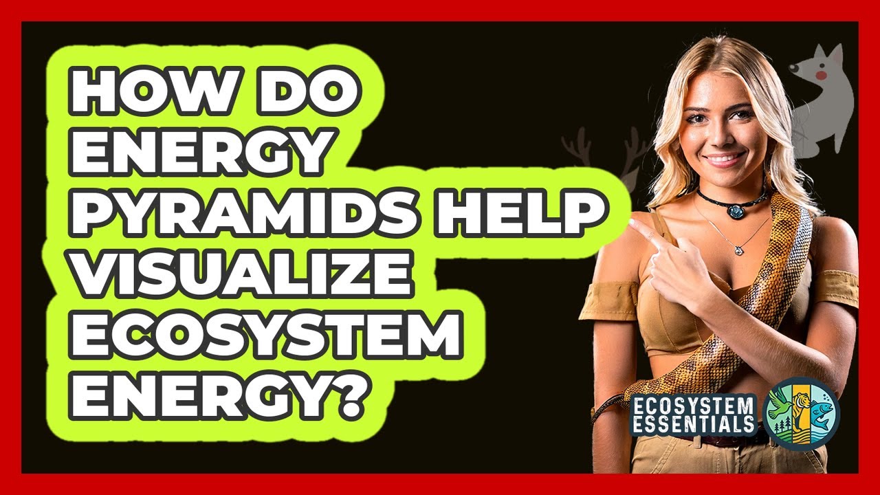 How Do Energy Pyramids Help Visualize Ecosystem Energy?