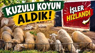 Kuzulu Koyun Aldik Bahçemi̇z Şenlendi̇ İşleri̇ Mecburen Hizlandirdik