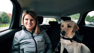 Guide Dog Friendly: Собака-поводырь в такси