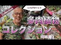 【多肉植物】オヤジの多肉植物コレクション2021年夏前編/台風なんて気にしない!