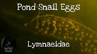 Pond Snail Eggs Aquarium Time lapse
