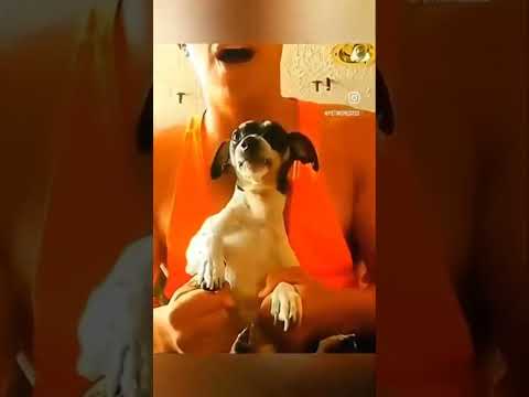 لما الكلاب تقلد أصحابها
