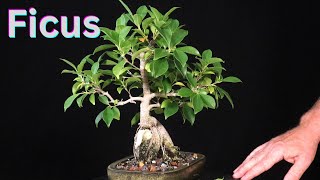 Ficus Microcarpa Bonsai. Root Over Rock Style From a Cutting