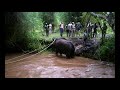 mudumalai Wild elephant rescue #wildelephantrescuevideo #youtube #wildliferescue #mudumalai