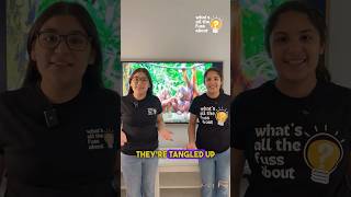 Famous What’s All The Fuss About Orangutans 💡 Net Worth