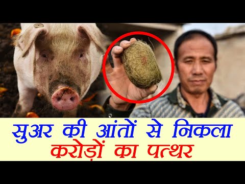 Bizarre: China के किसान को सुअर के आंतो से मिला करोड़ो का पत्थर | वनइंडिया हिंदी