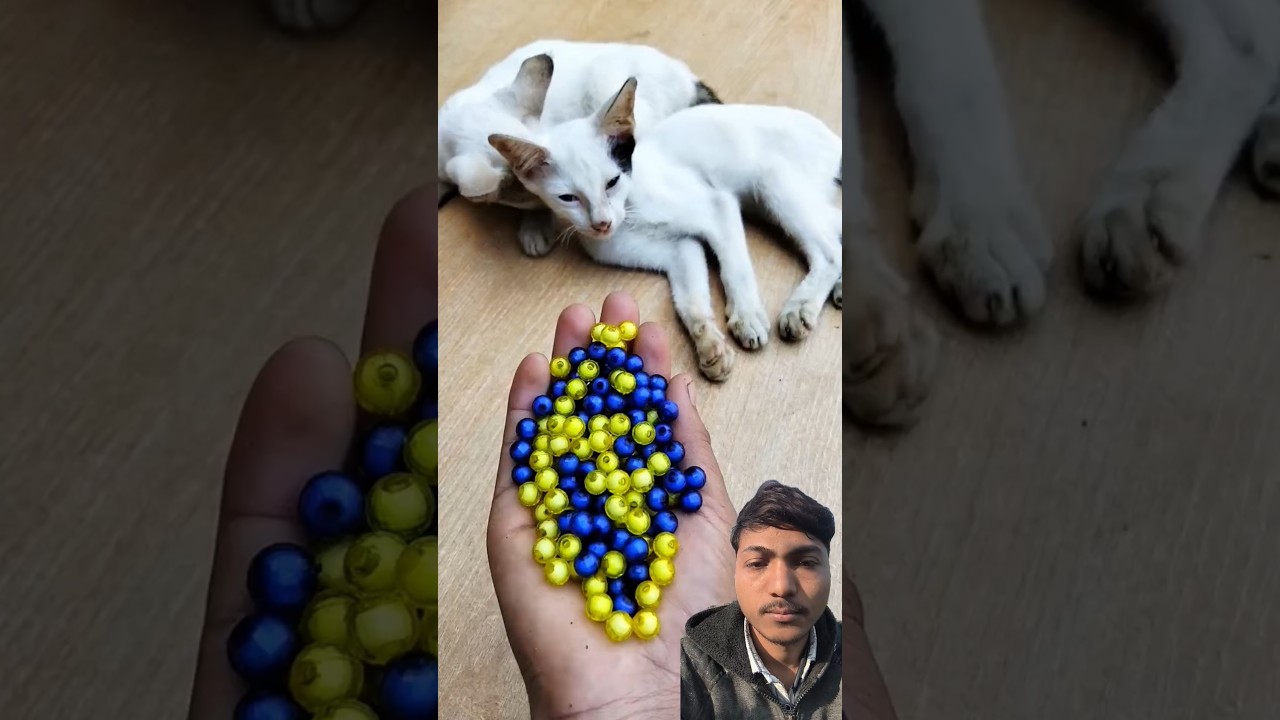 Cute cats shorts 😘🥱