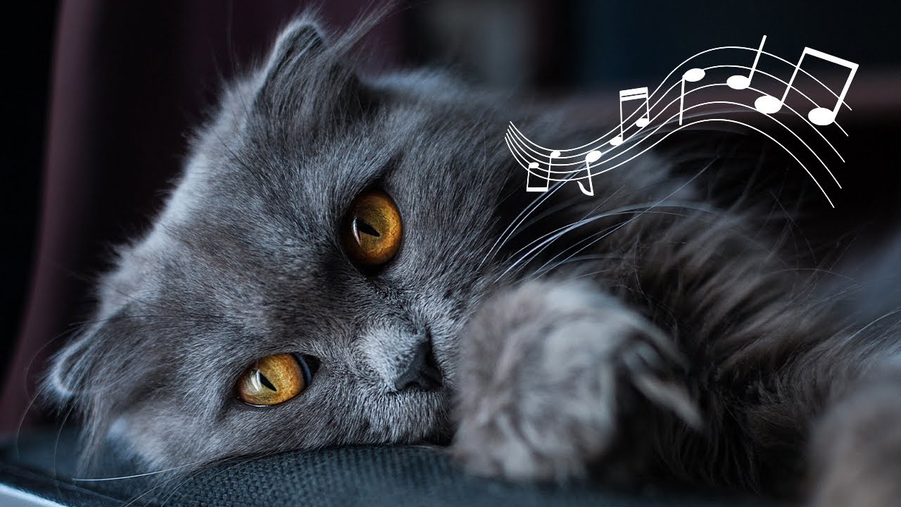 Скачать песню характер кошки