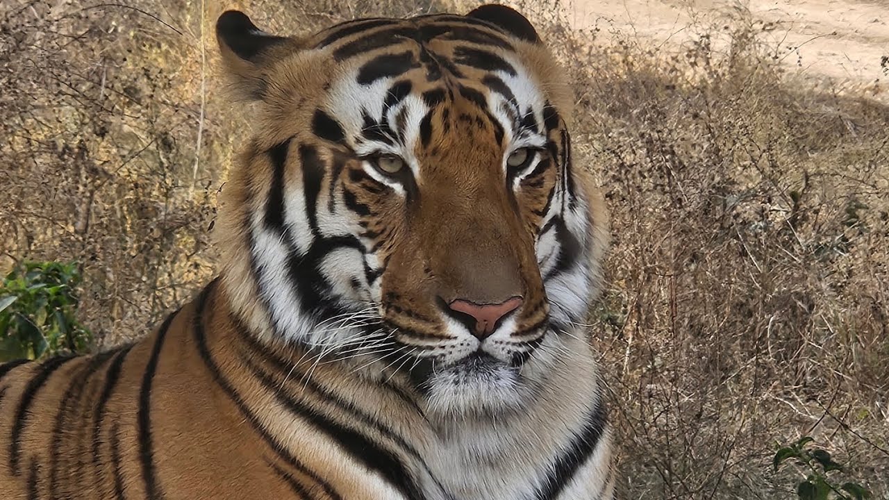 🙏Welcome to the nagarh biological park Tiger safari sisyawas jungle safari animals panther tigers 🐅 