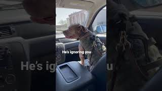 He only gets this way when dad is close by. #dog #cutedog #shortsvideo #dogdad #dogmom