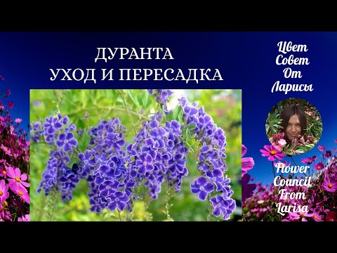 ДУРАНТА УХОД И ПЕРЕСАДКА