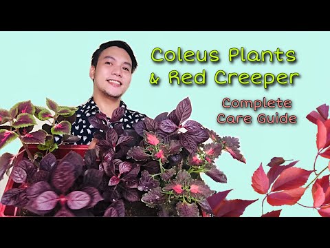 VLOG #12: COLEUS MAYANA PLANT AND RED CREEPER PLANT - THE COMPLETE CARE GUIDE | MJ FASTIDIO 🌱