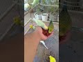 インコの大冒険🌍部屋を探検する瞬間🦜