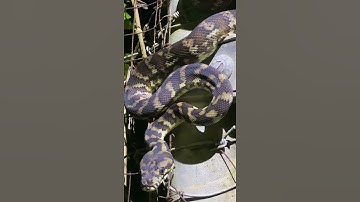 Carpet Python Snake 🐍 Darwin Australia #Shorts