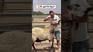 خروف عملاق فحالي سلالة الجزائرية الضخمة تحيا الجزائر
