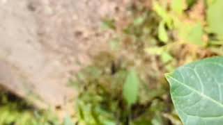 Turban Trap Before I Dance Cover Ankits Choreography