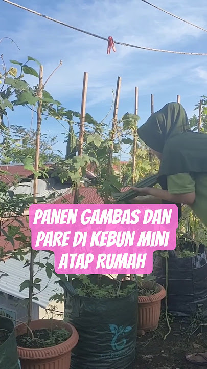 panen gambas dan pare di kebun atap #kebunmini #kebunpekarangan