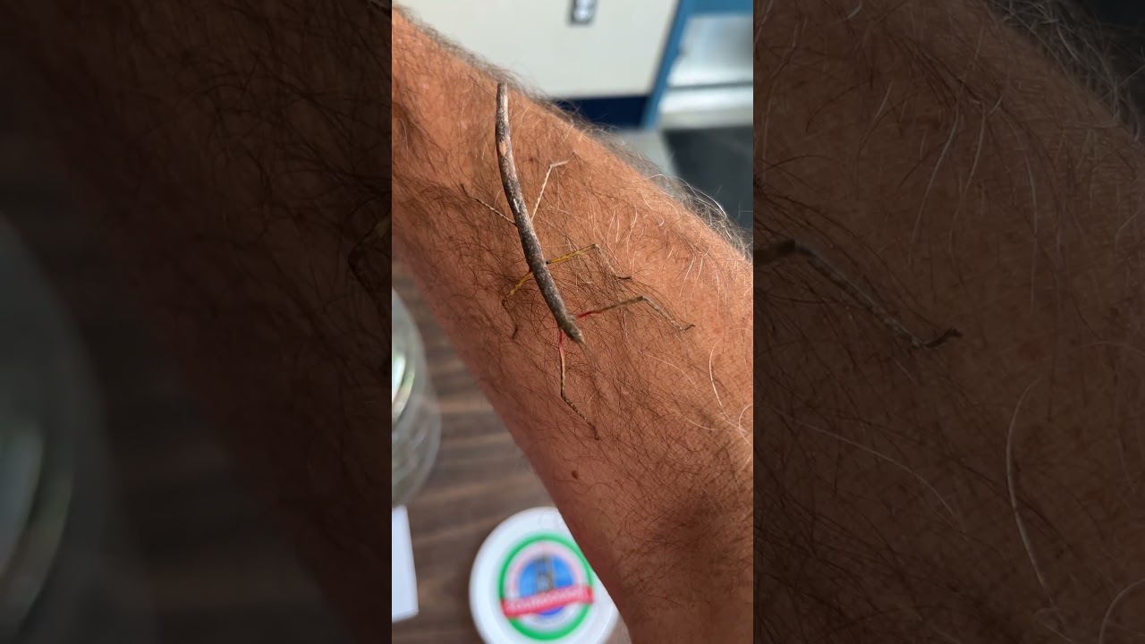 Indian Walking Stick Pet