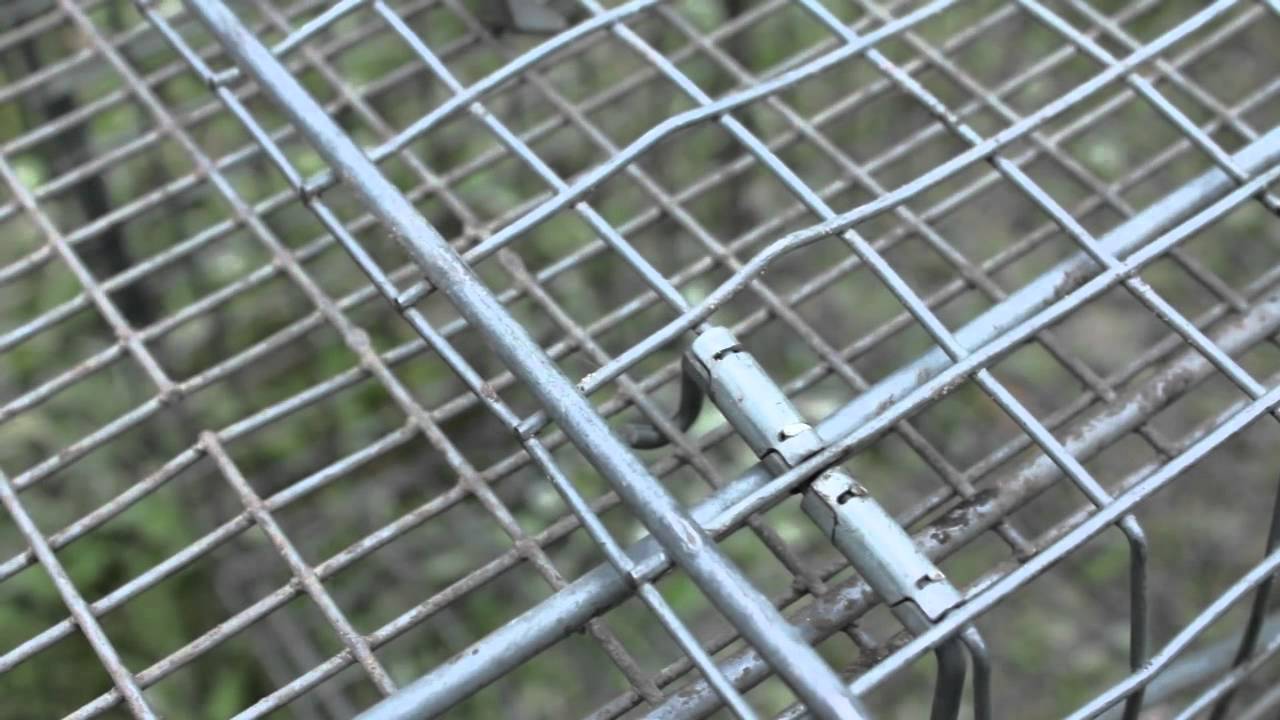 Raccoon Trapping 101 YouTube