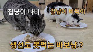 고등어 못먹는 고양이도 있네.. 생선 보단 사료지~