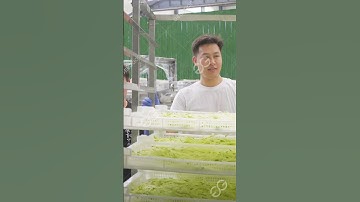 Radish Washing Cutting Drying Line