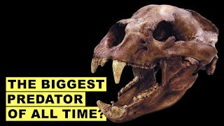 The Bear That Was As Large As The Allosaurus | Science Explained