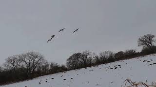 14 Bird Goose Hunt (GoPro Footage)