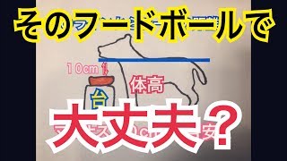 チワワが快適な食事をする為に必要な高さを勉強してみました【犬】