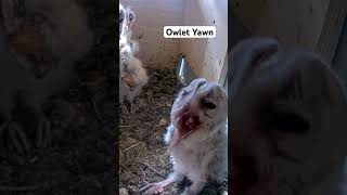 Short Barn Owl Nestling Is So Cute When Yawning